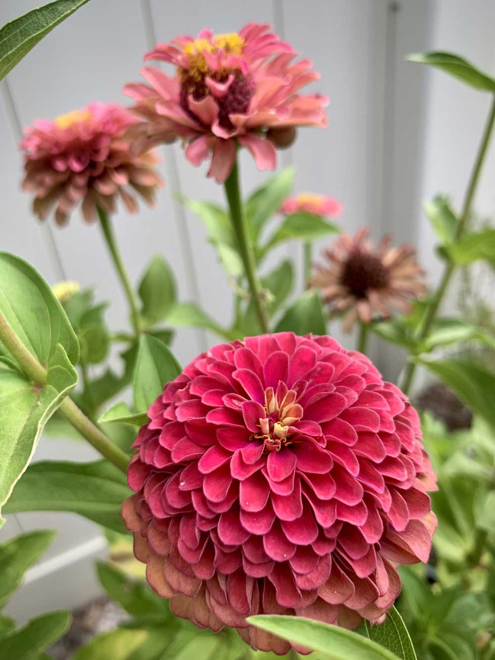 Joyful Zinnias!