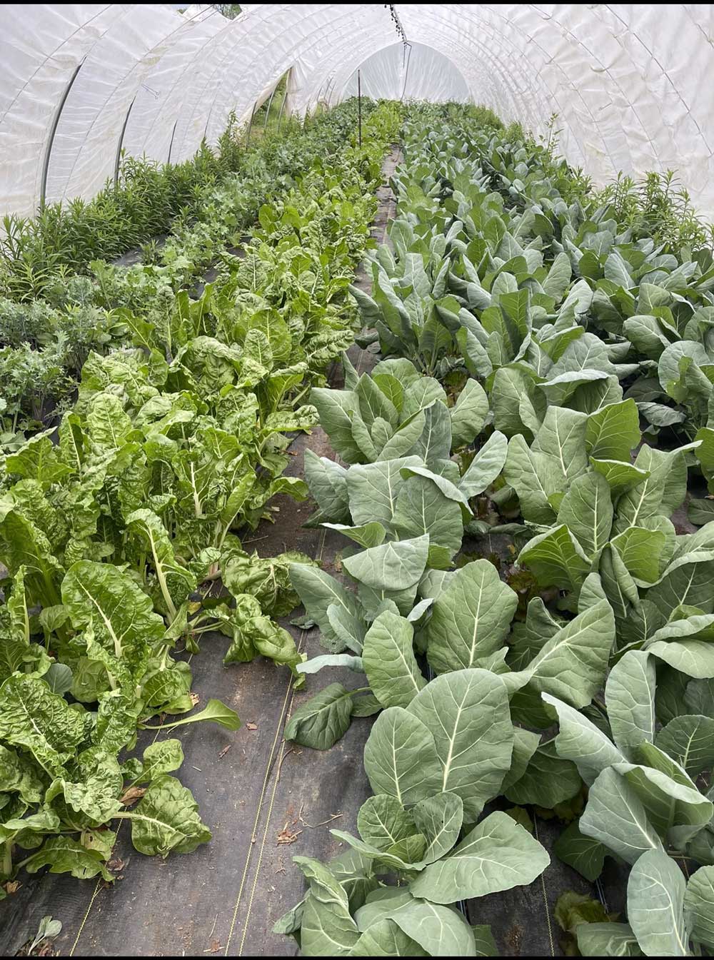 Tunnel full of greens