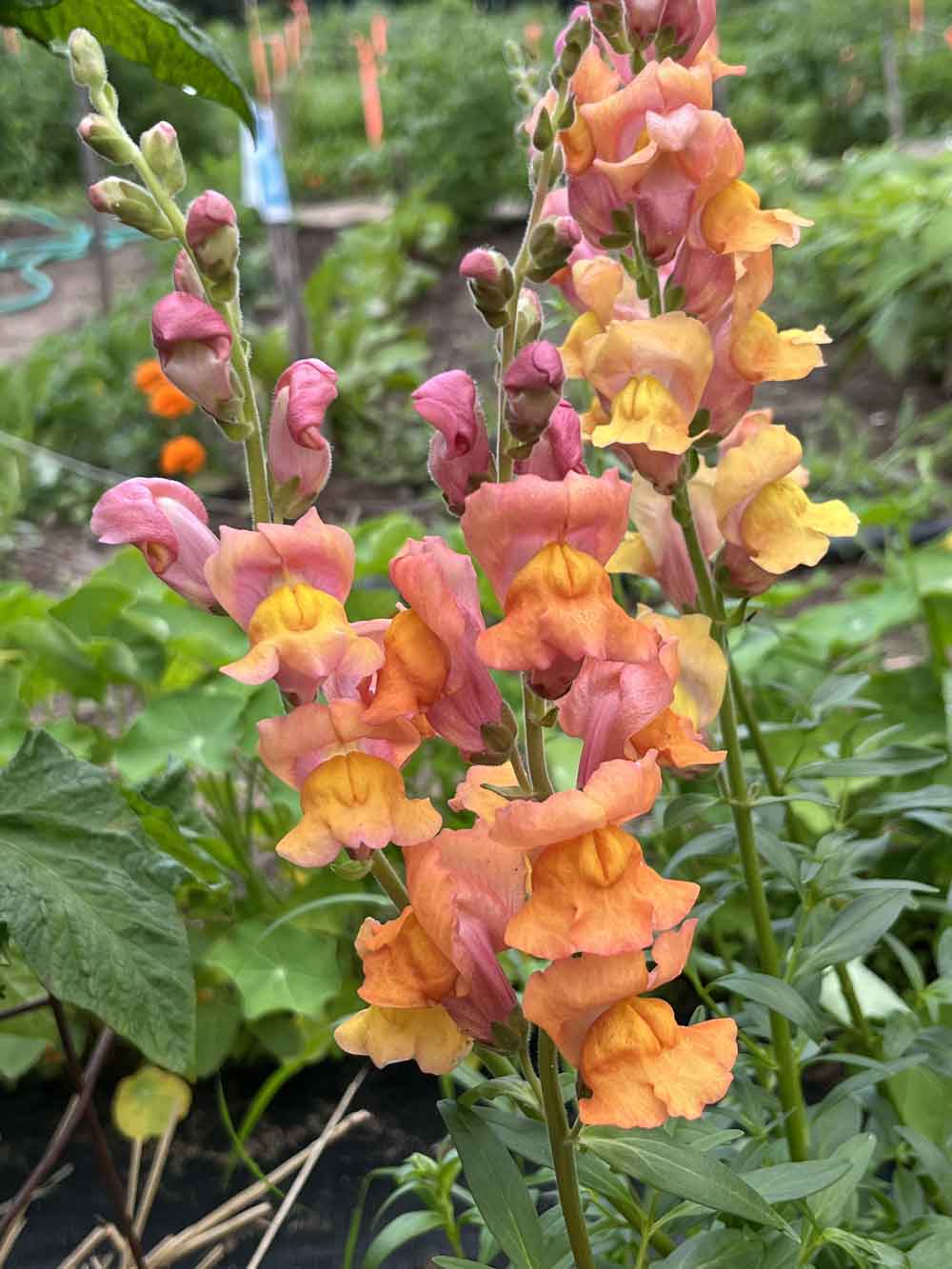 Orange snapdragons