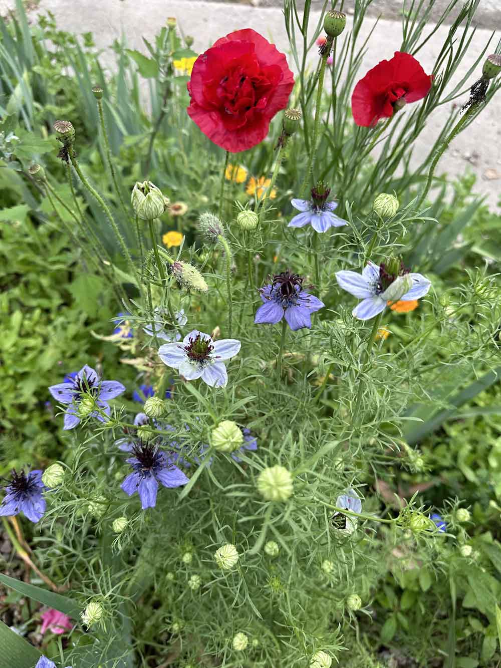 Poppy Blooms