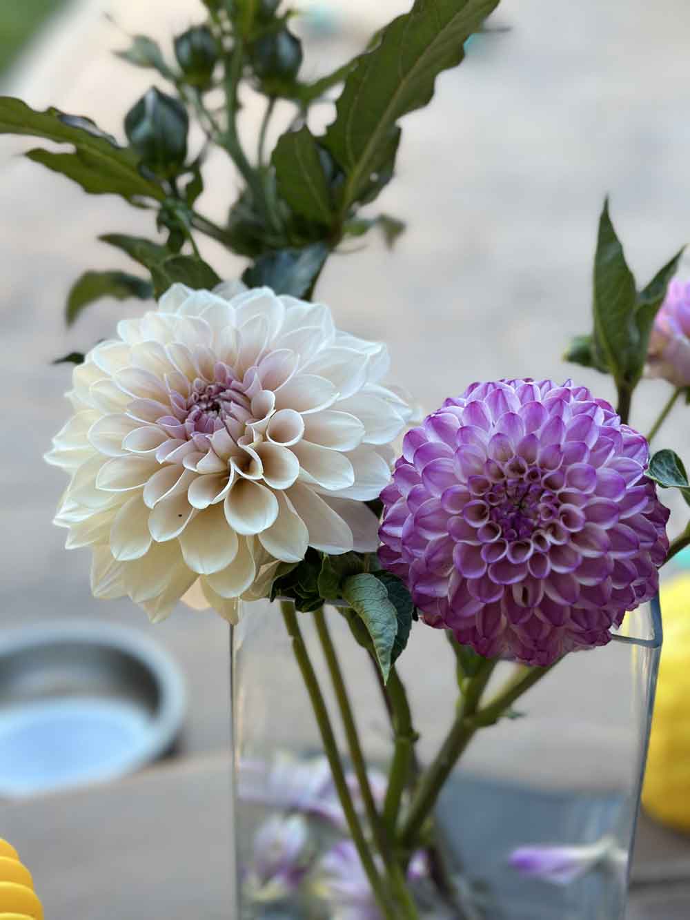 Lovely Dahlia