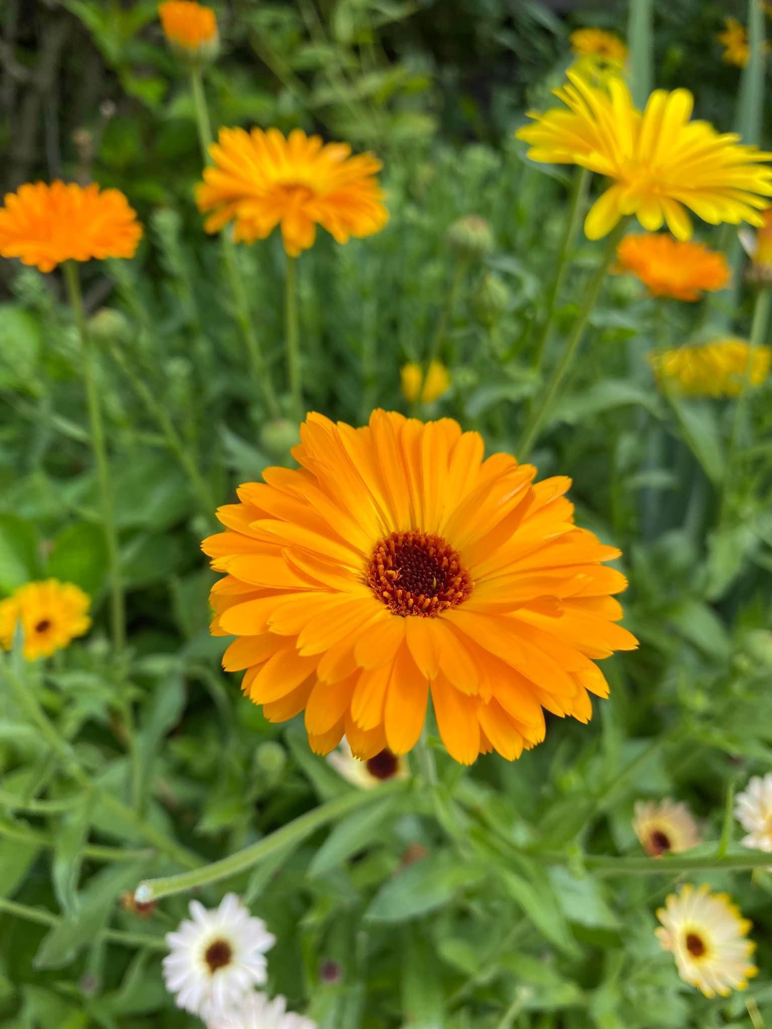 Calendula