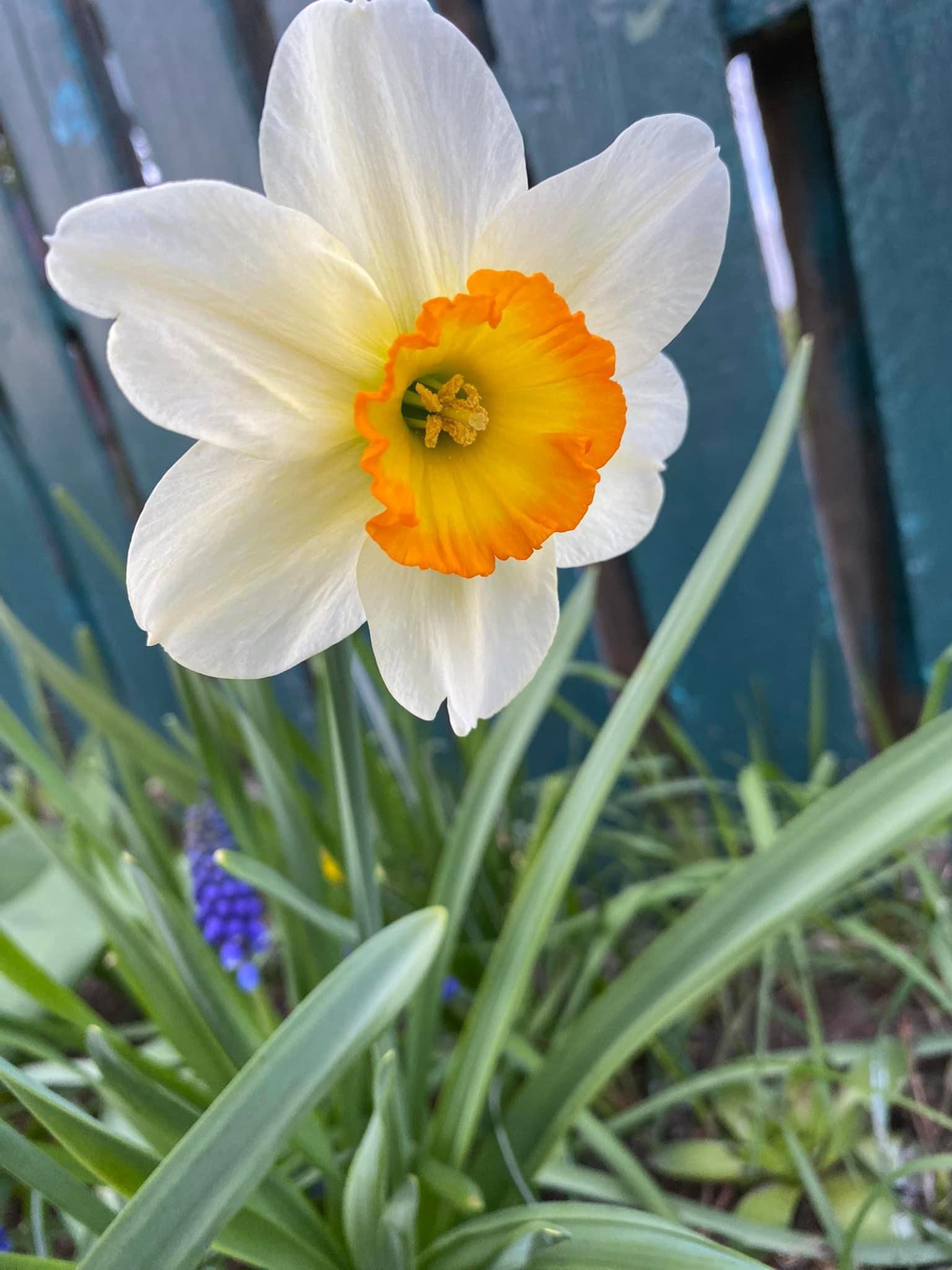 Daffodil