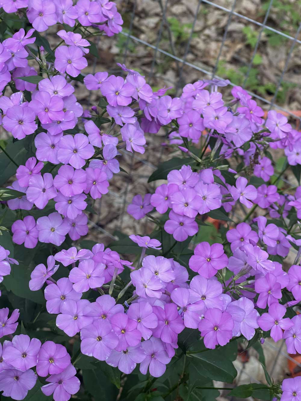 Tall phlox