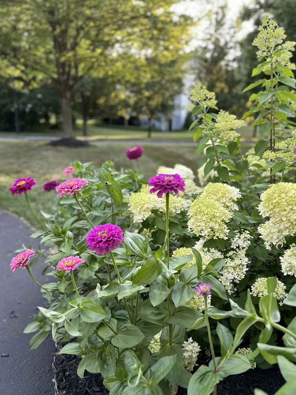 Zinnias!