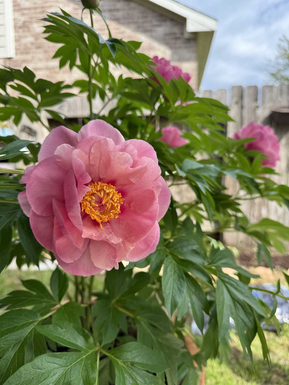 Peony in Texas