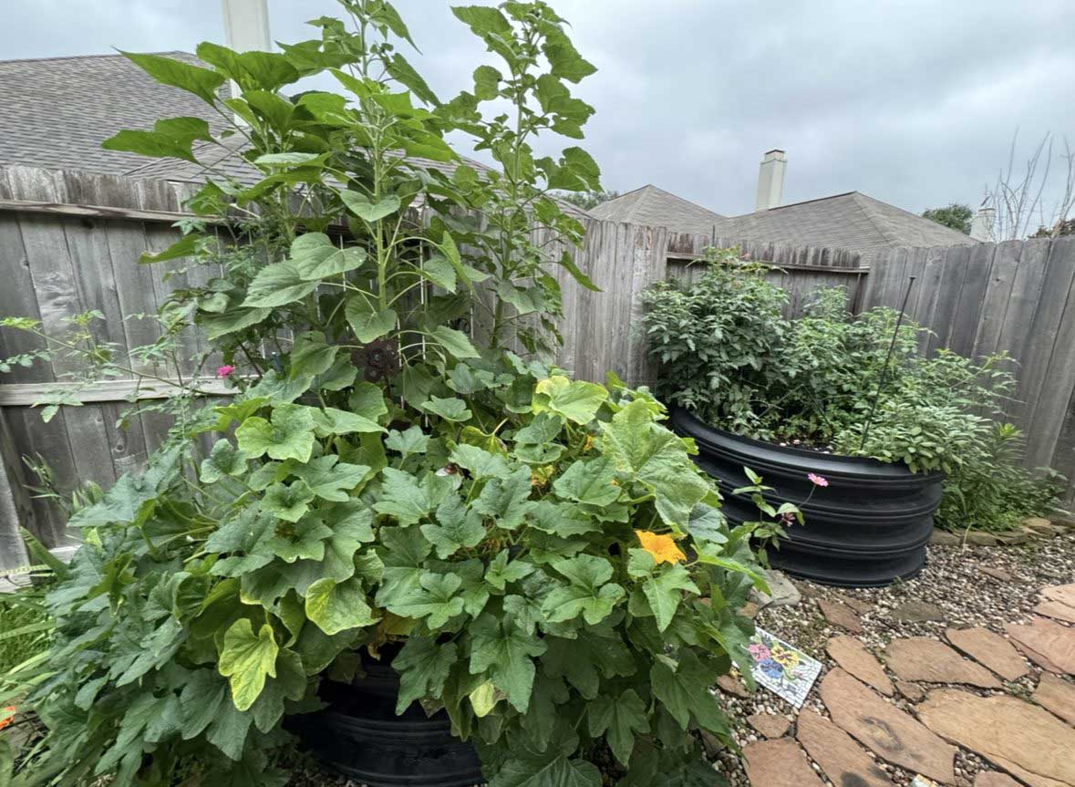 Raised bed garden in Cypress TX