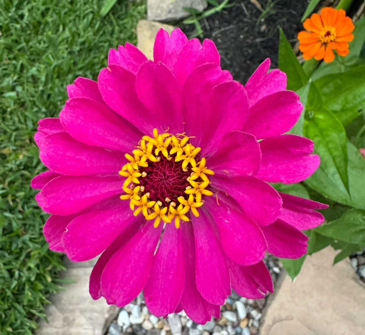 Zinnia