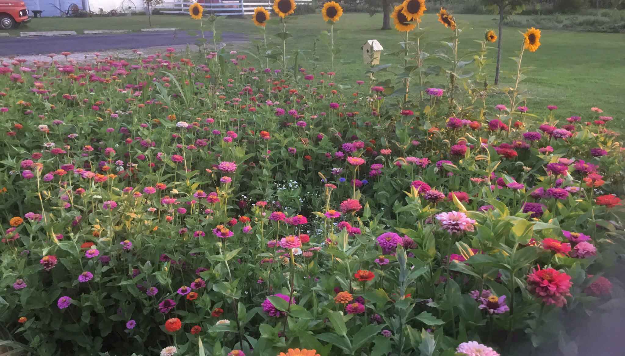 My zinnias!