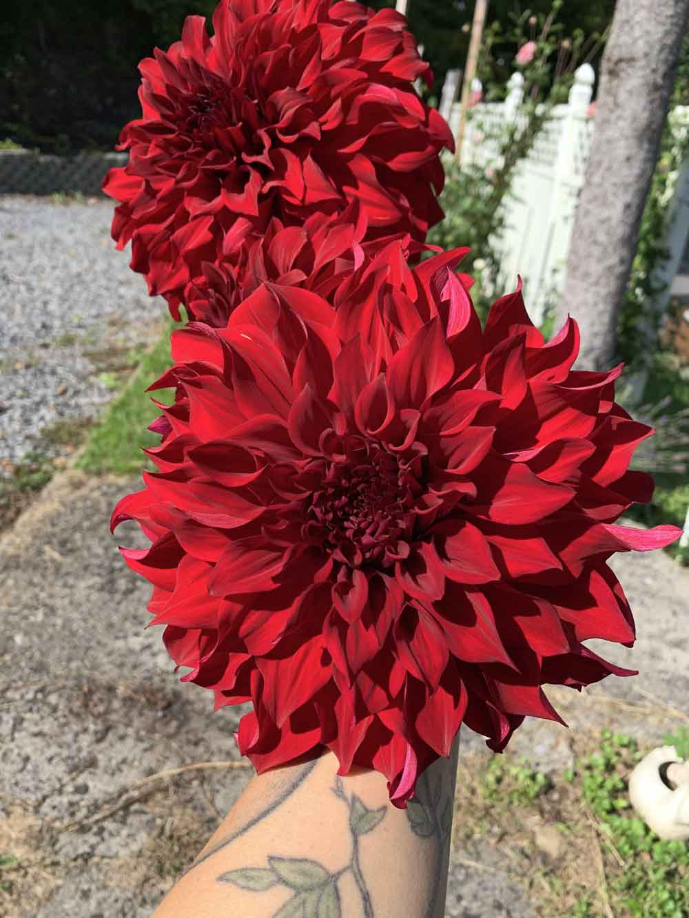 Dahlias l!