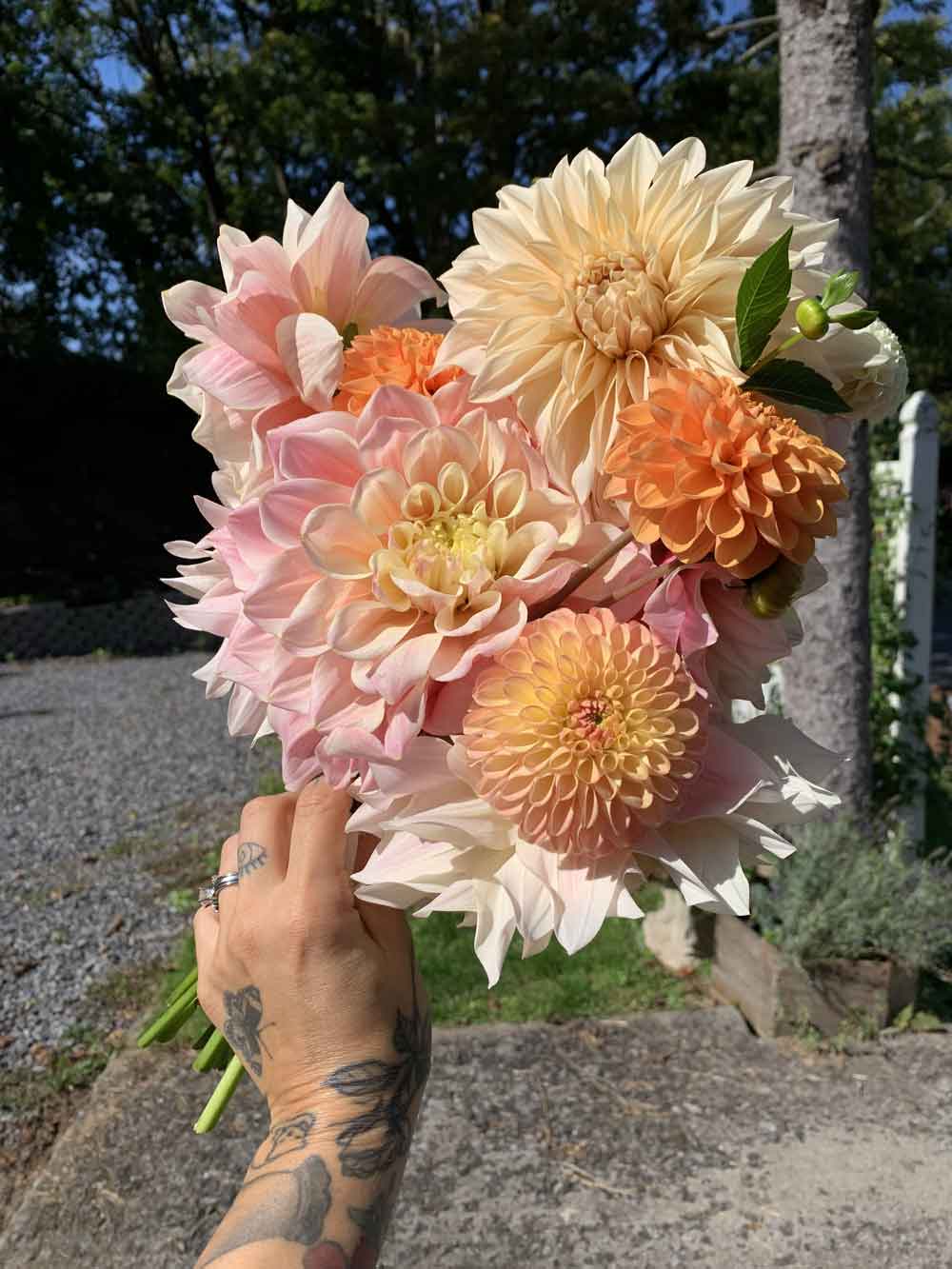 Wedding dahlias