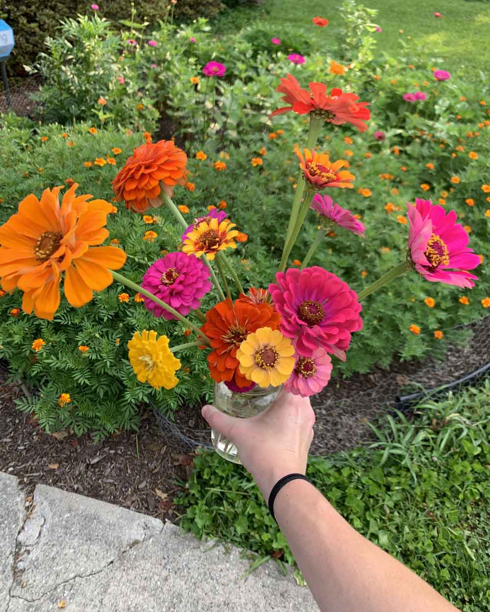 front garden patch zinnias