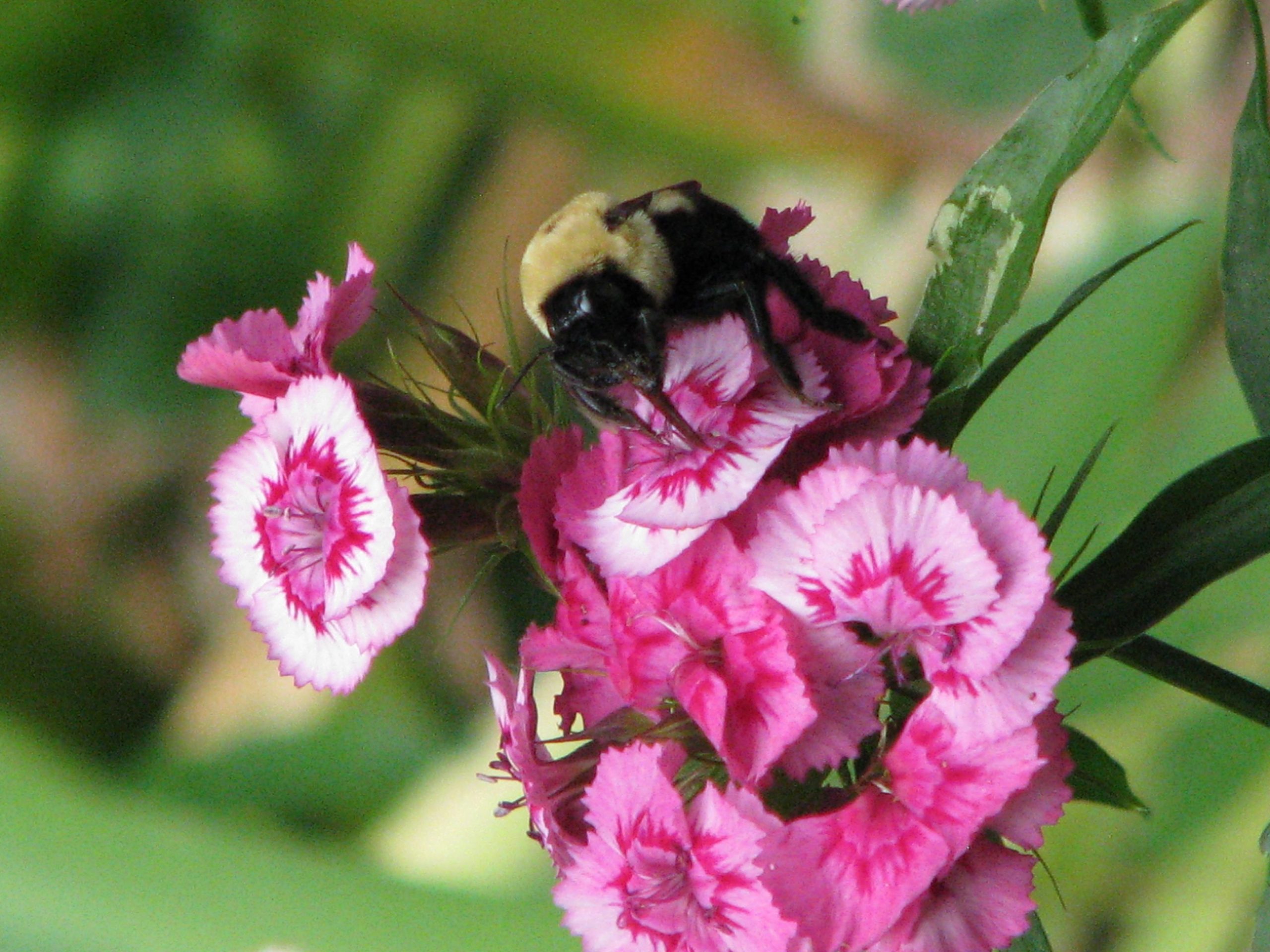 Carpenter Bee on flower