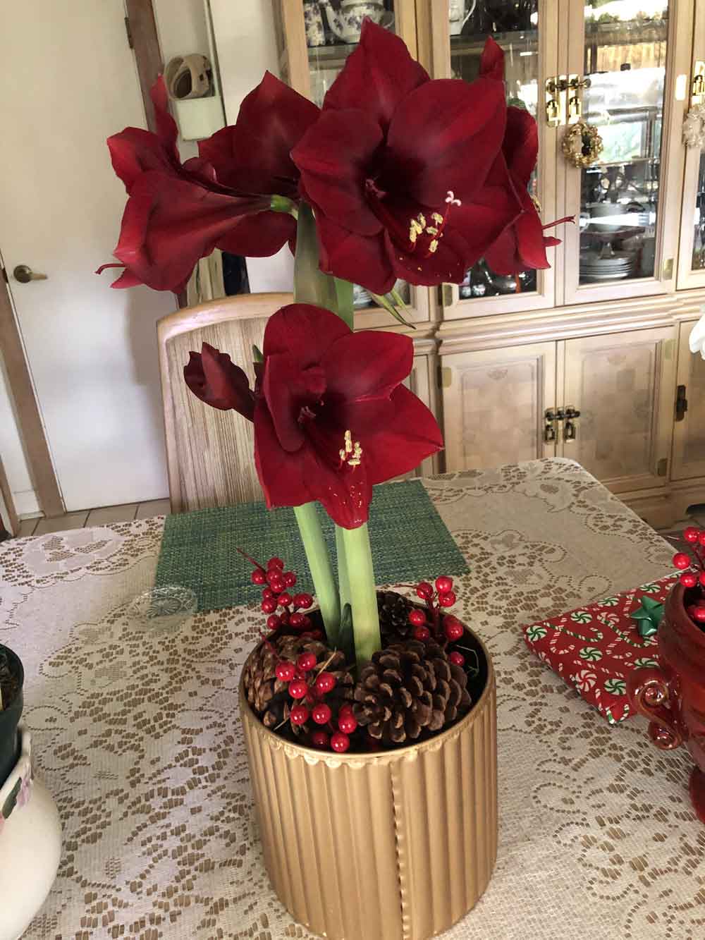 My Royal Velvet Amaryllis