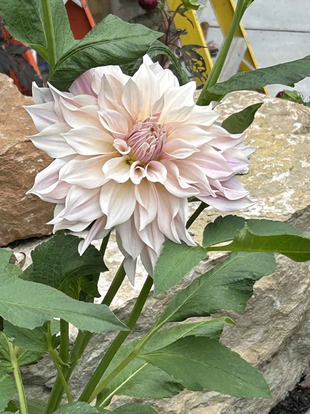 First time growing dinnerplate dahlias