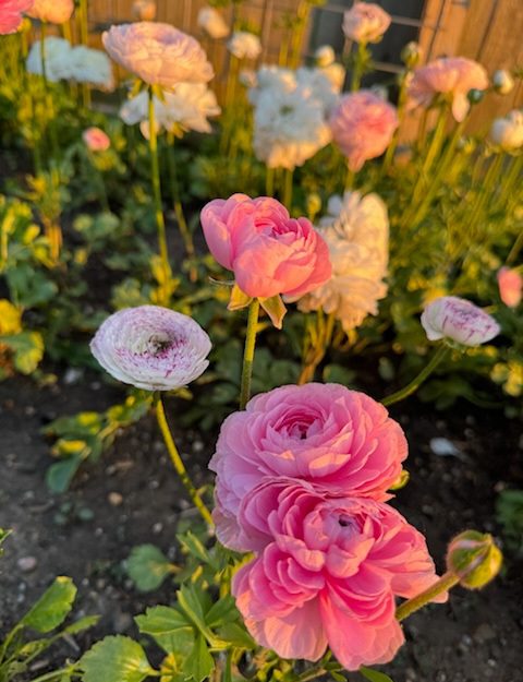 Ranunculus