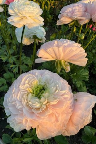 Ranunculus