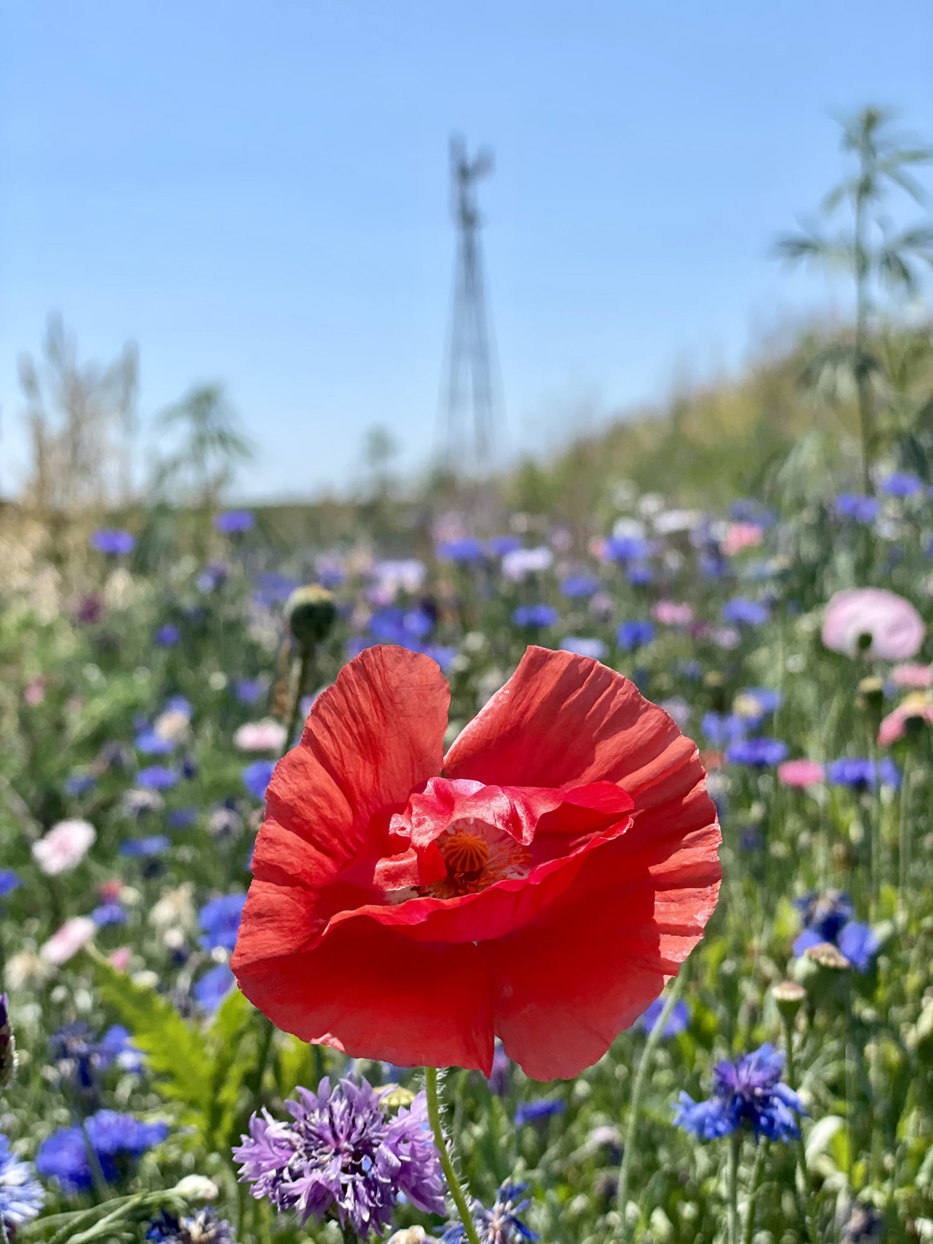 First year Nature Preserve Blooms