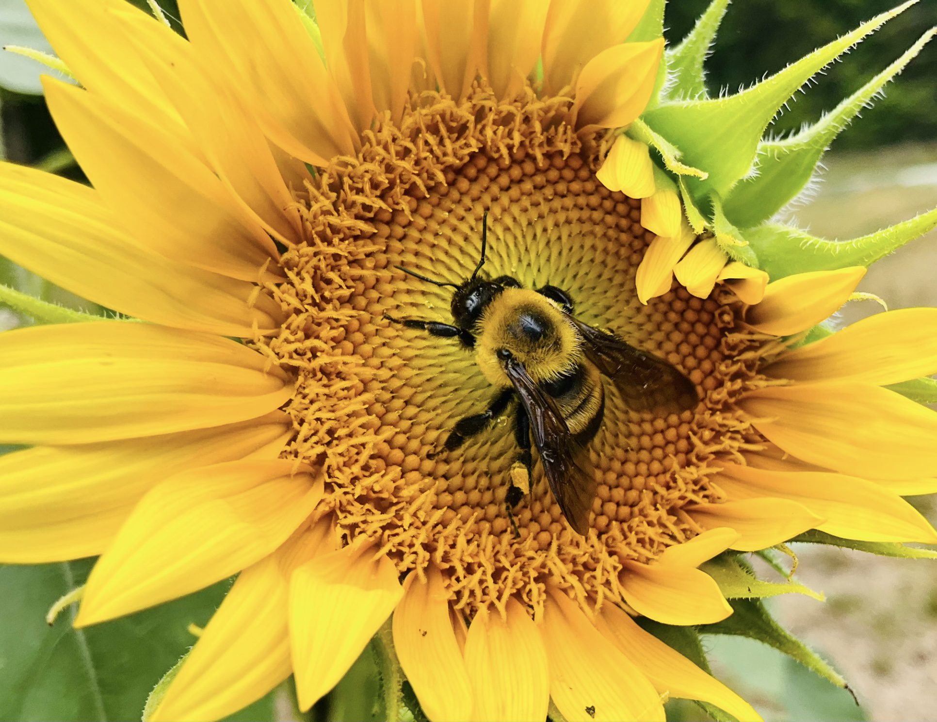 Bee- utiful Sunflower