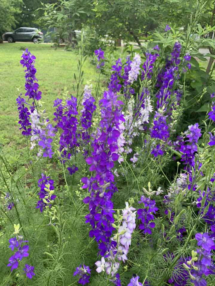 Eden Brothers Rocket Larkspur