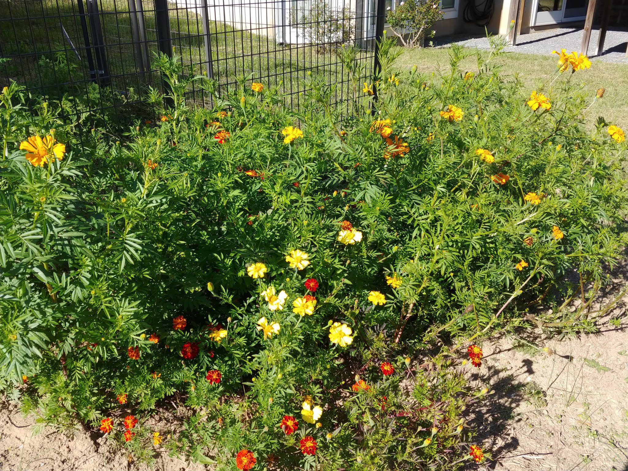 marigold bonita