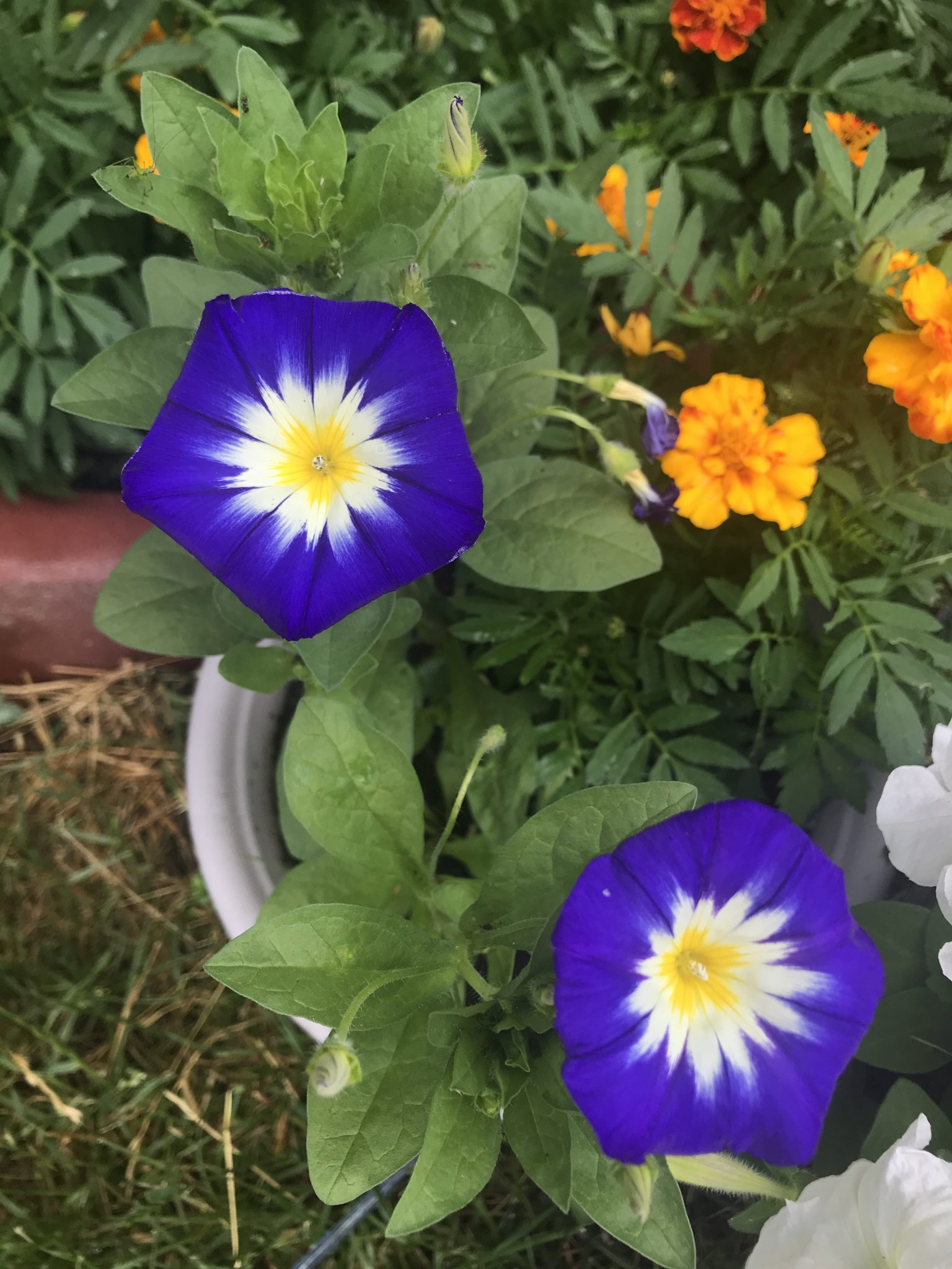 MORNING GLORY SEEDS – HEAVENLY BLUE