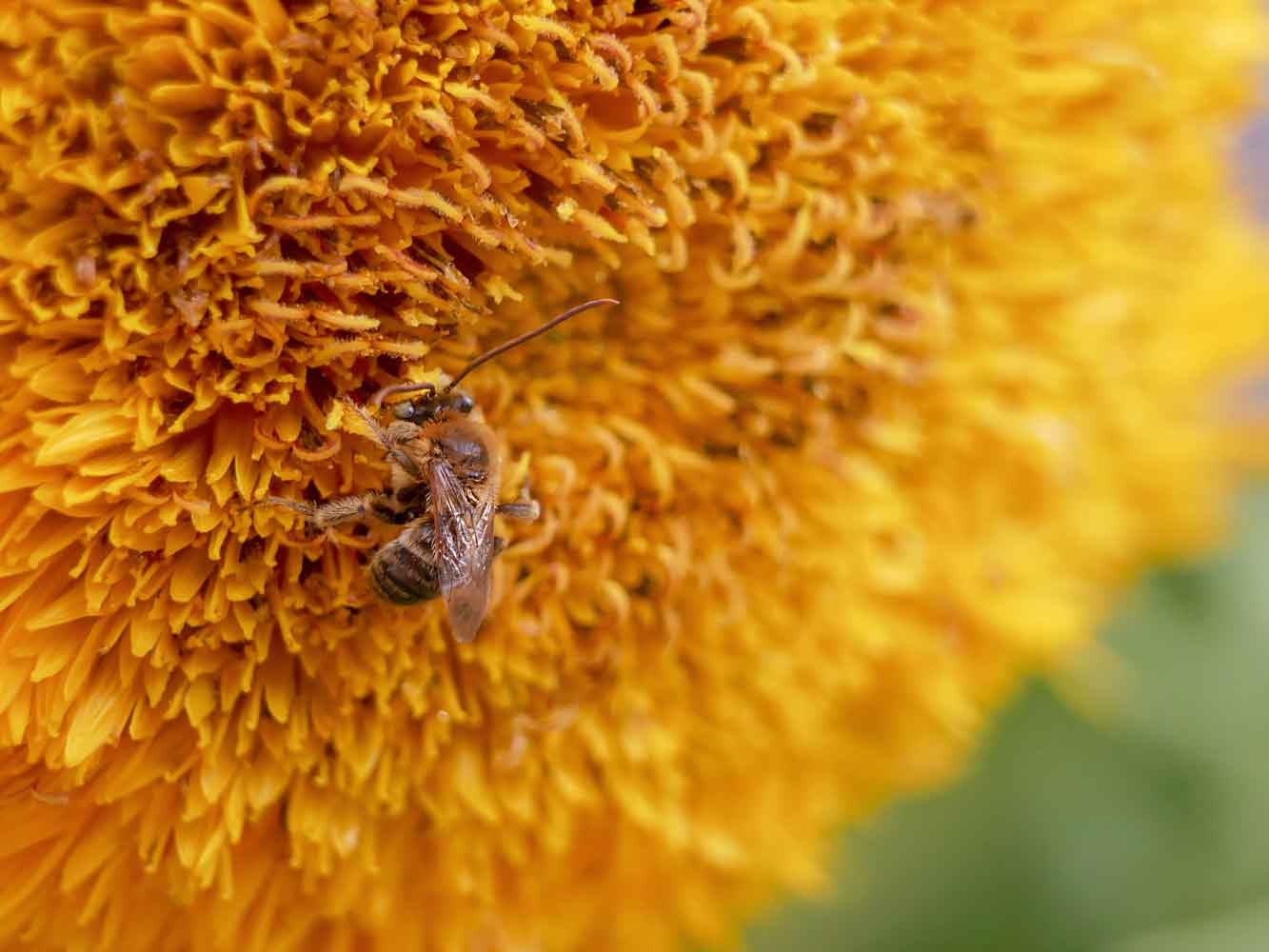 A sun kissed visitor