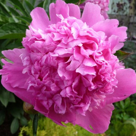 peony edulis superba