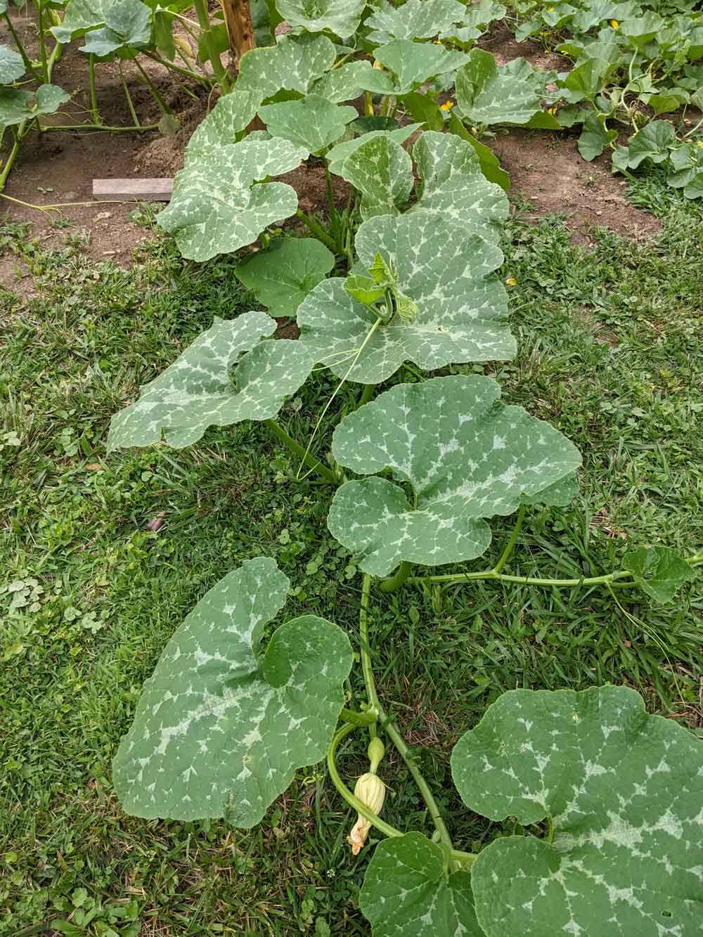 My Beautiful Pink Banana Squash Plant!