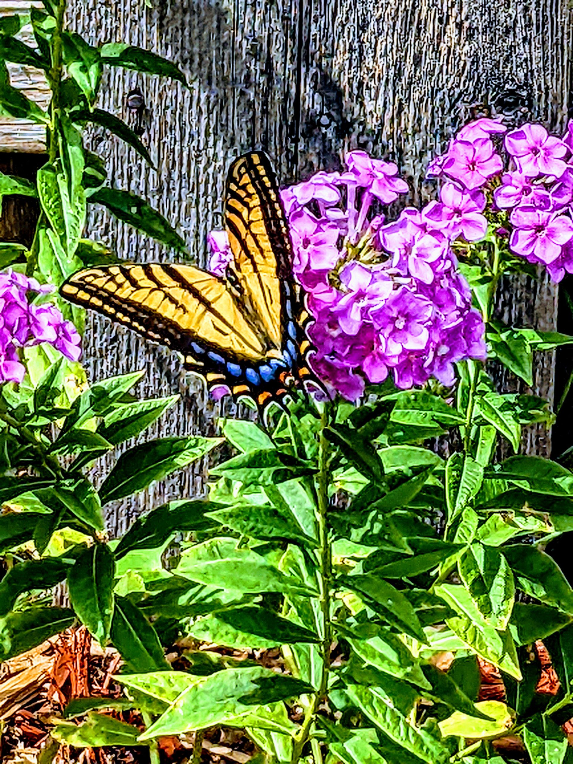 Swallowtail on phlox