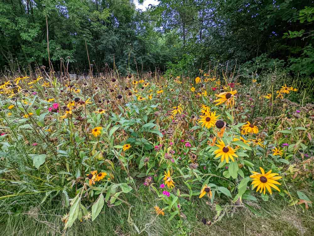 My field of perennial wildflowers