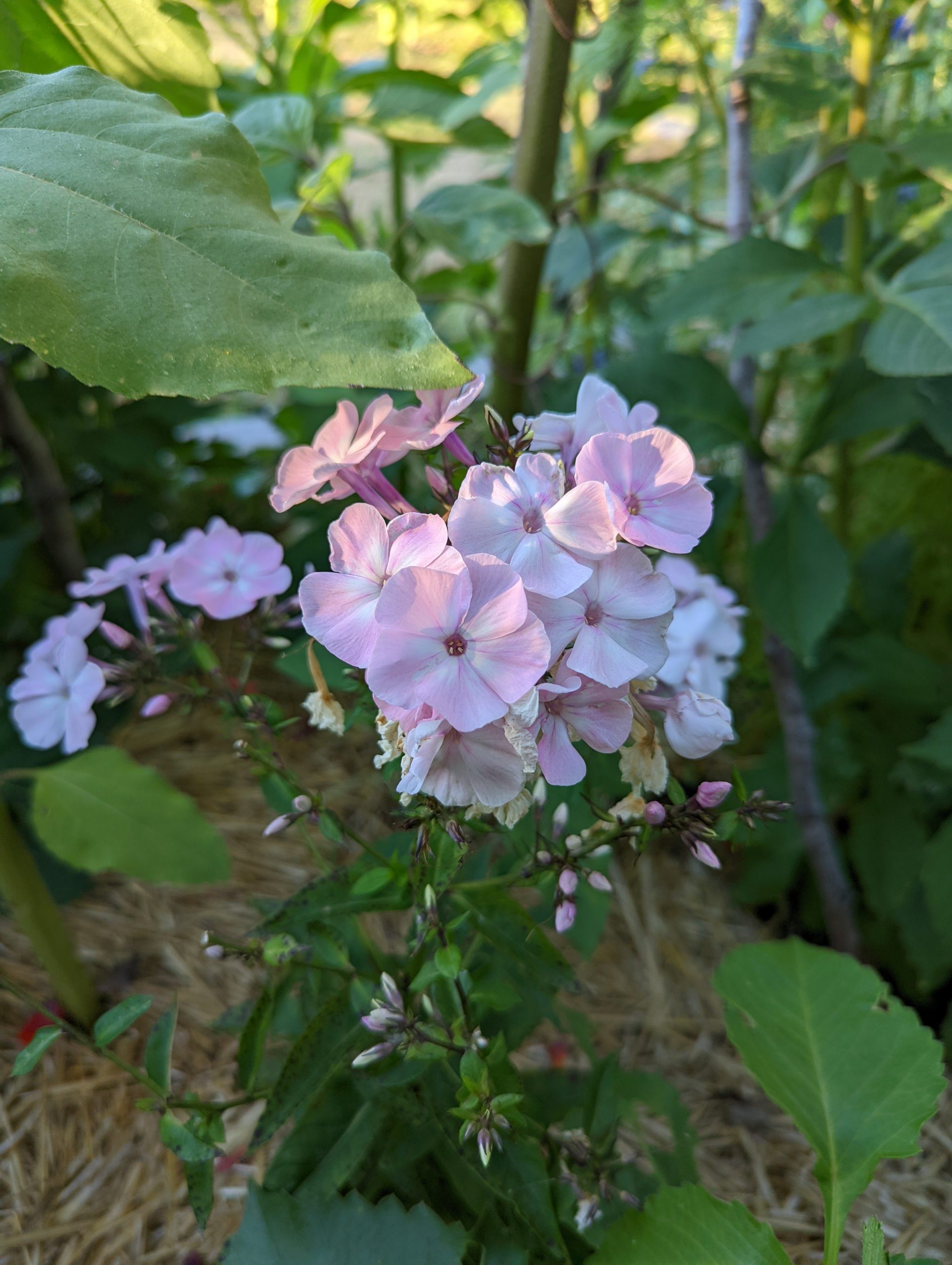 Pastel phlox