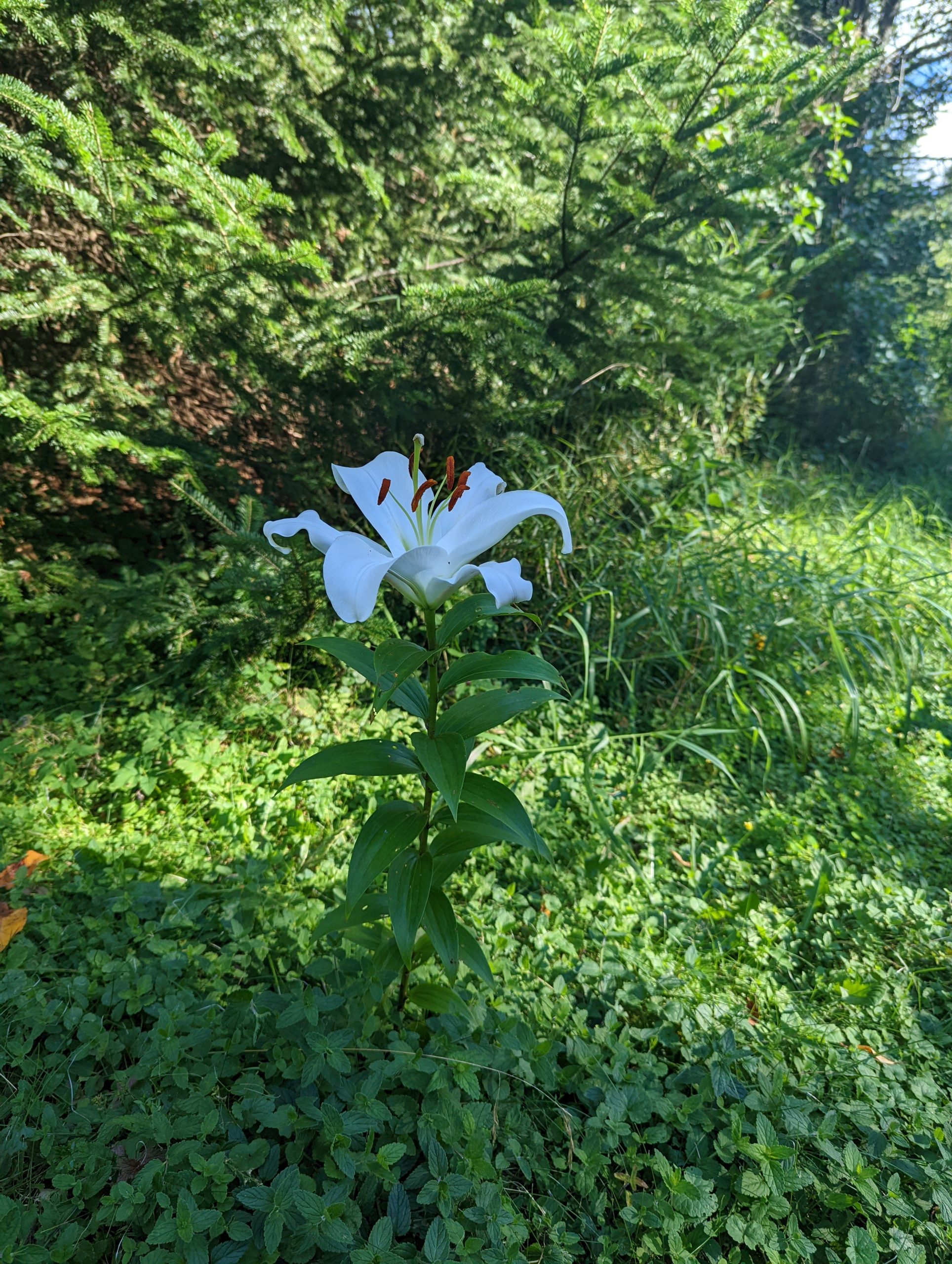 Lillies in bloom