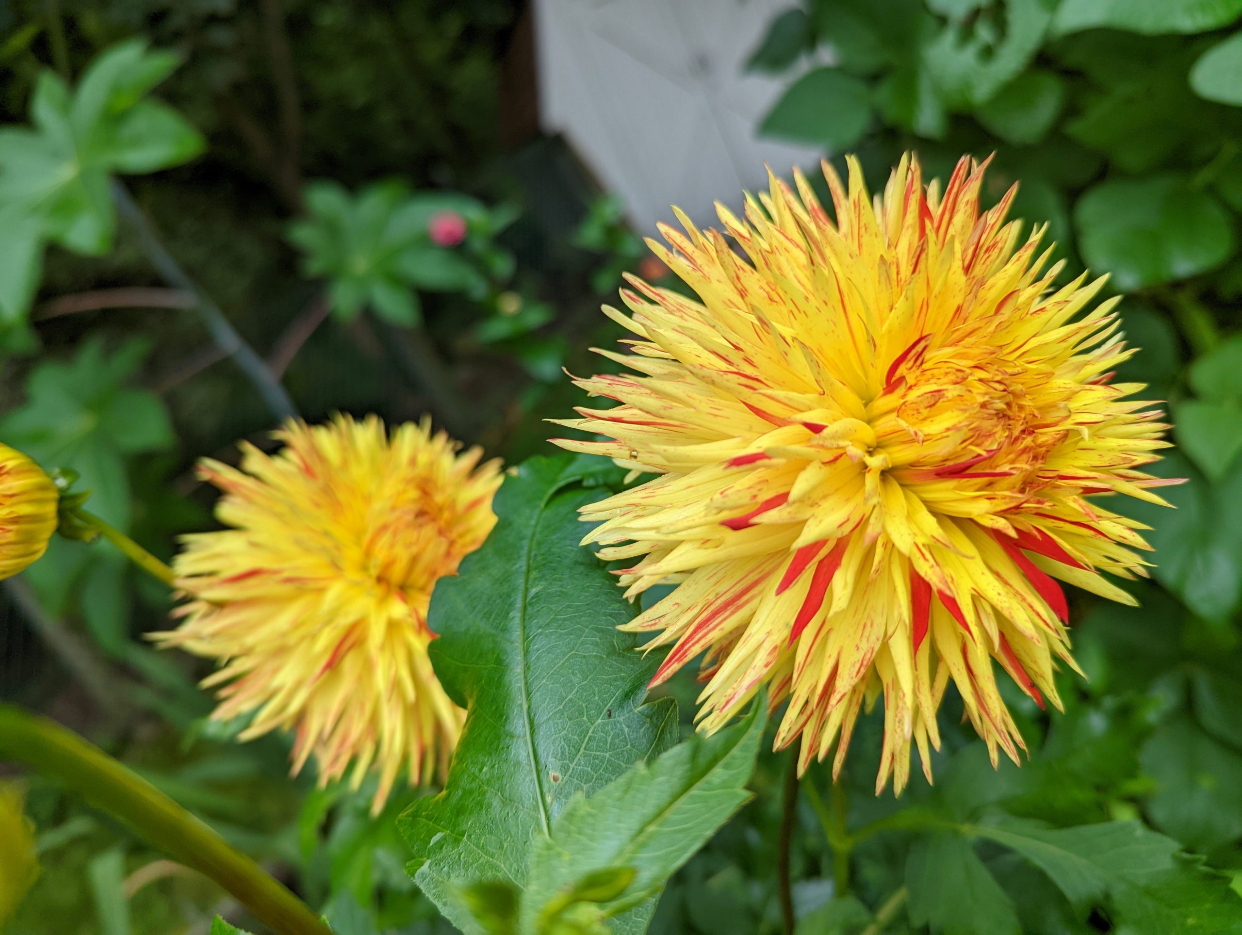 Cactus Dahlia Explosion