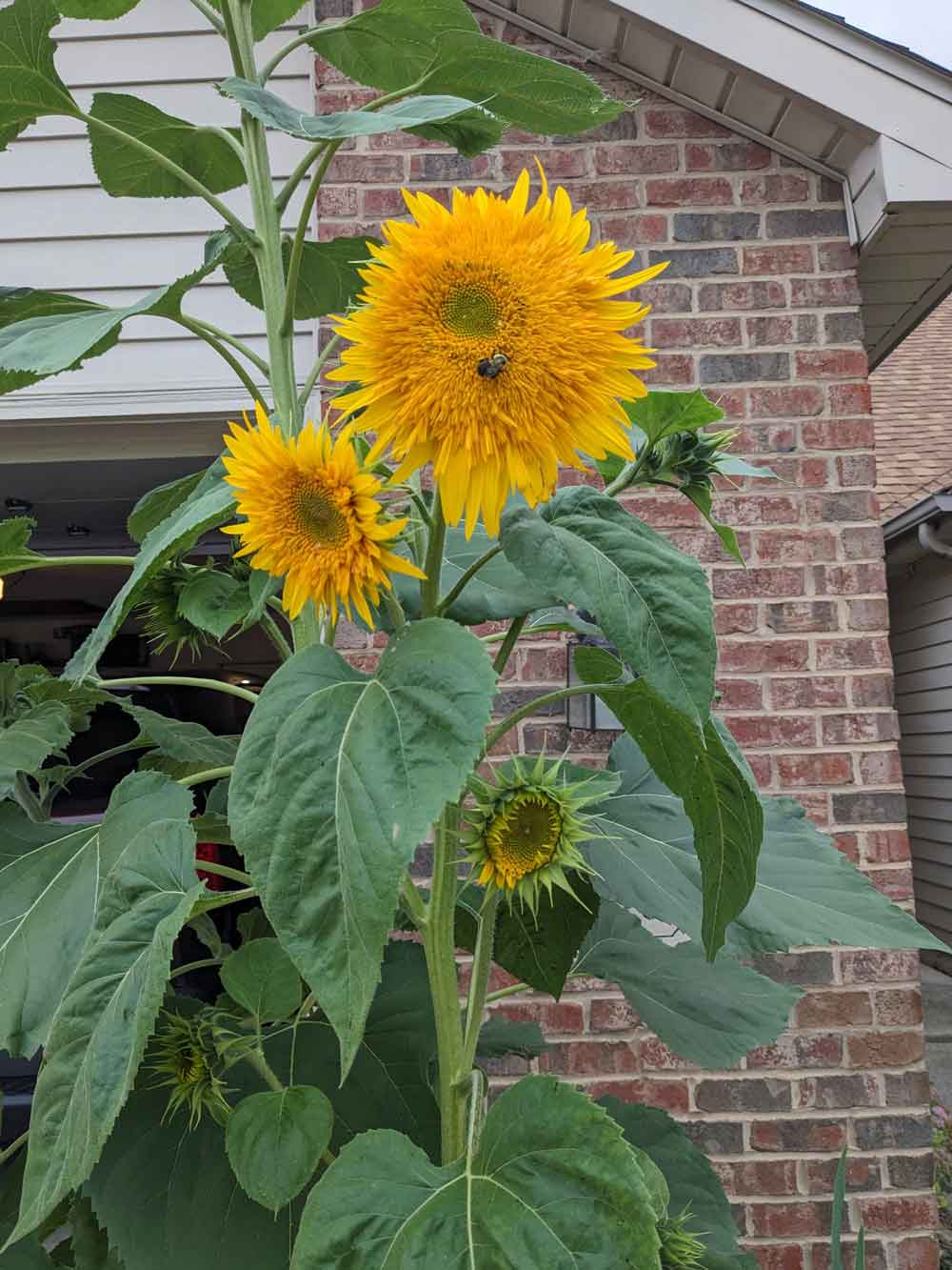 My teddy sunflower