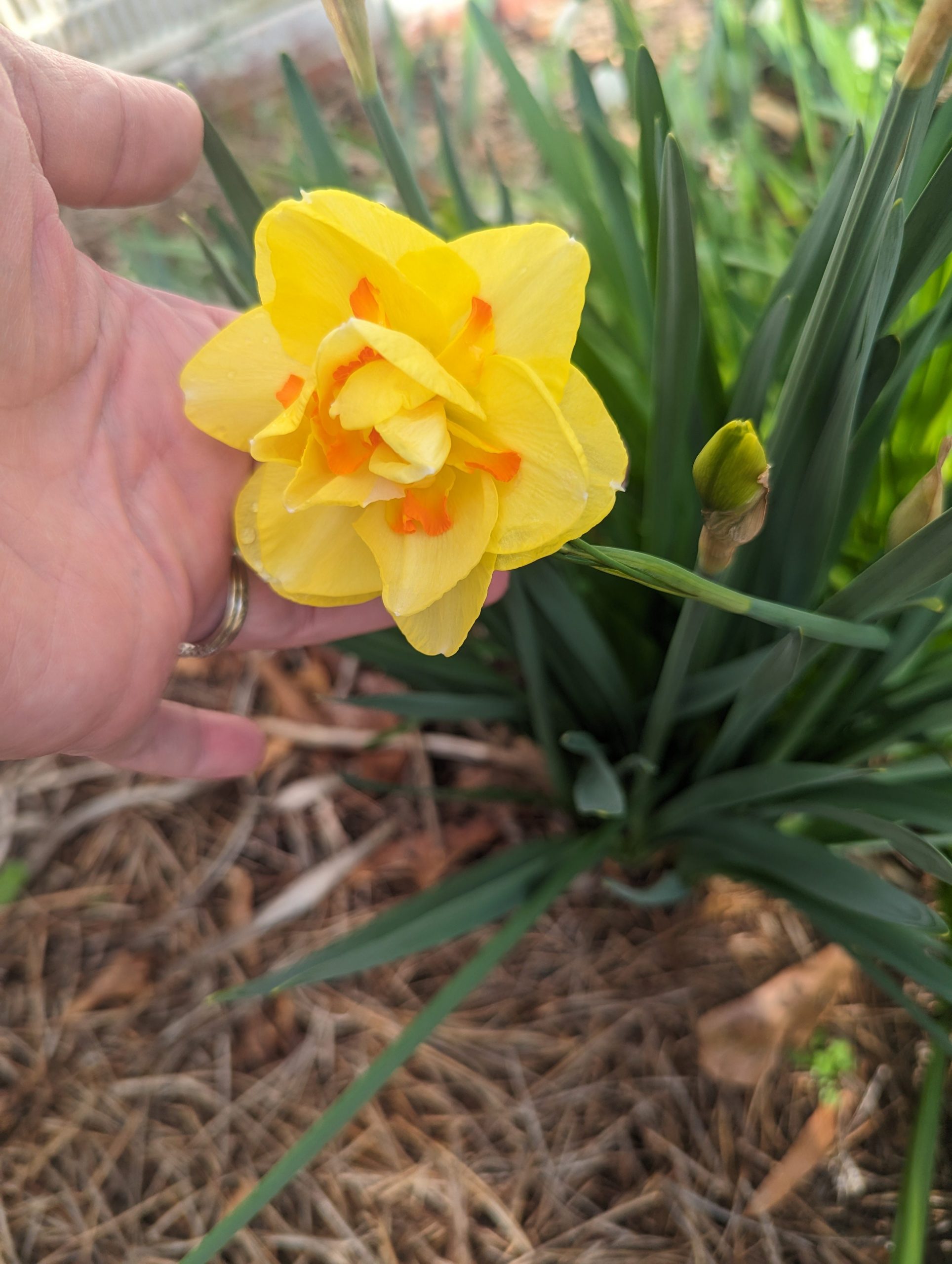 My beautiful daffodil.