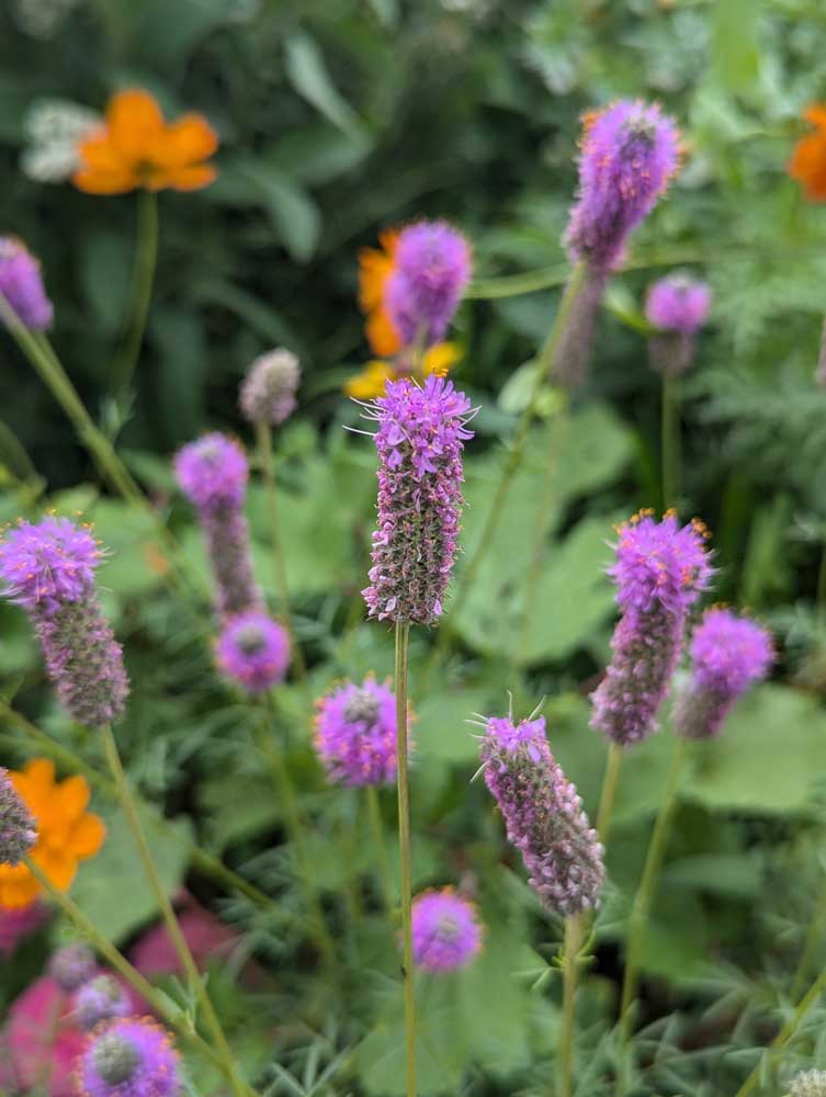 Purple Prairie Clover