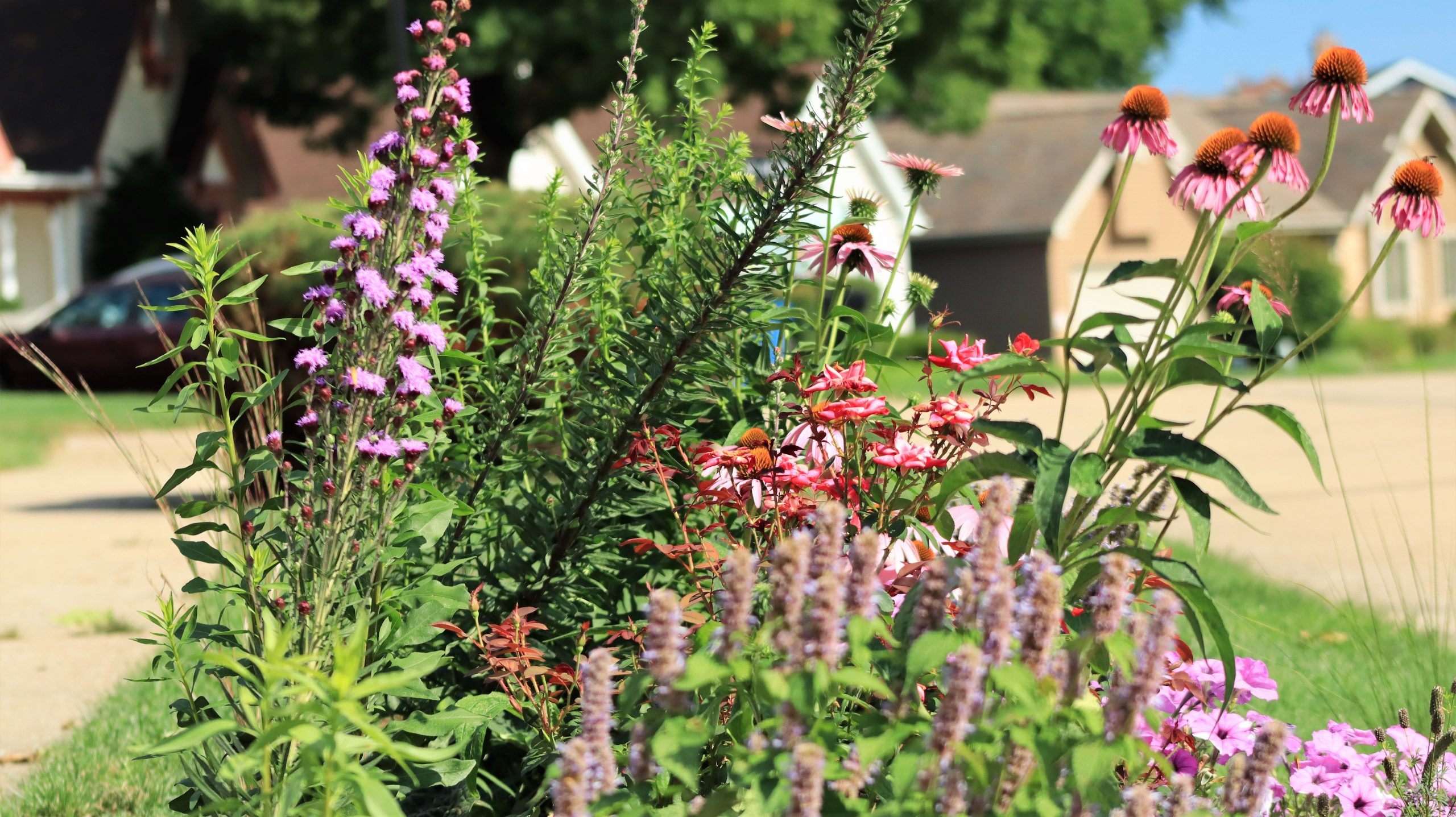 Prairie Garden in Urban Setting