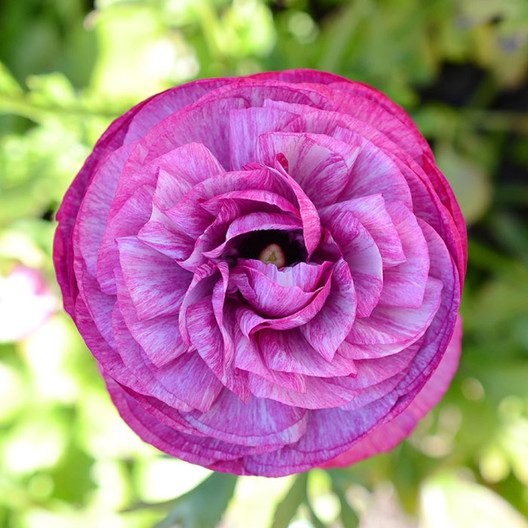 Close up of bright purple ranunculus featuring spiraling petals with a blurred green background.