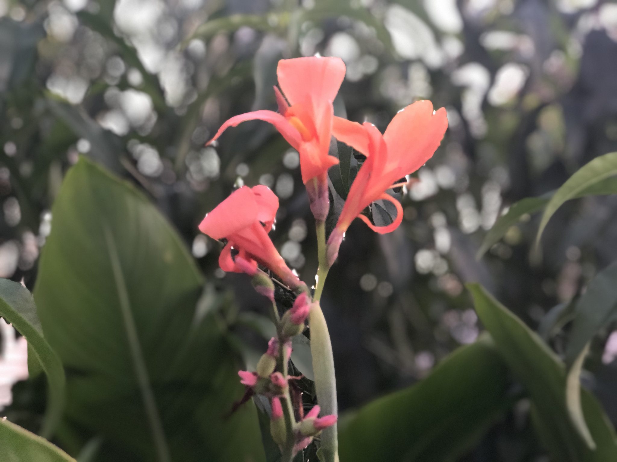 Canna Lily