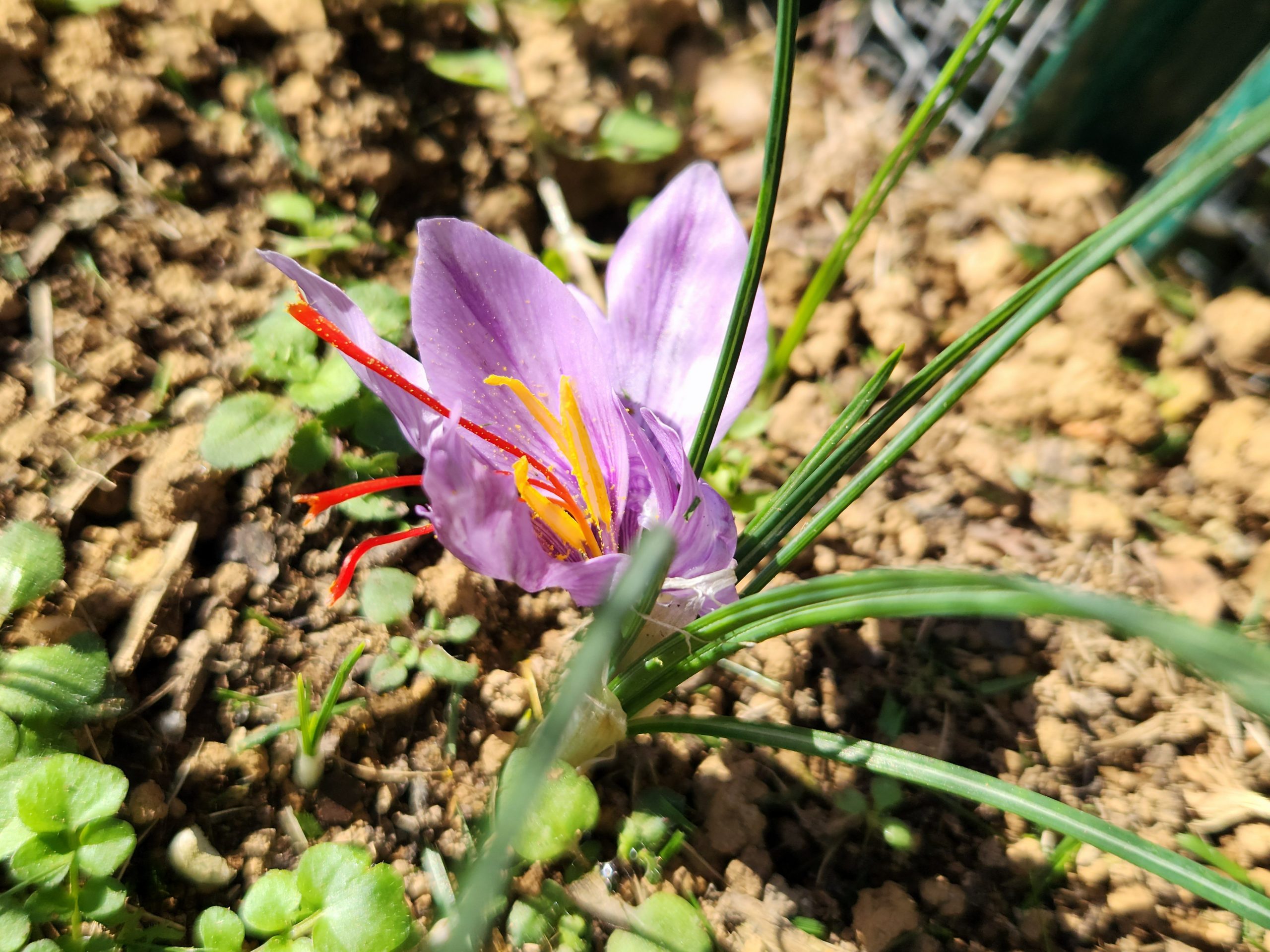 My First Saffron Crocus