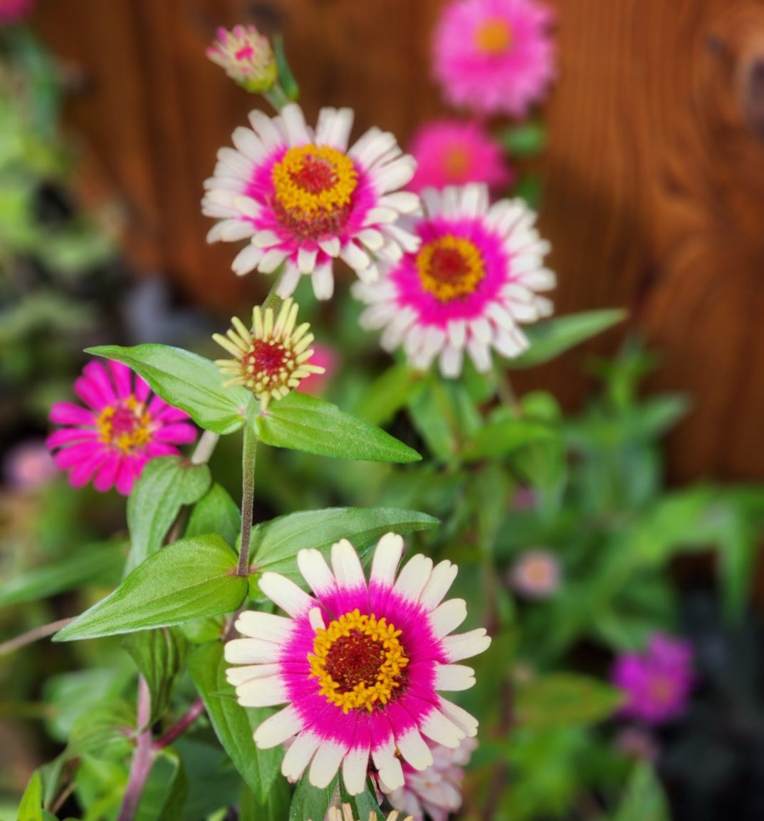 Love these 2 tone zinnias