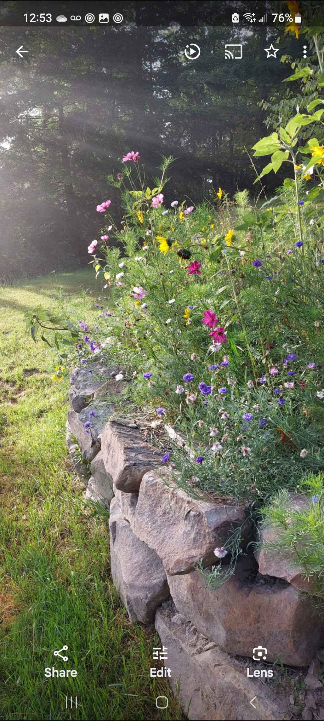 Wild flowers 1st year