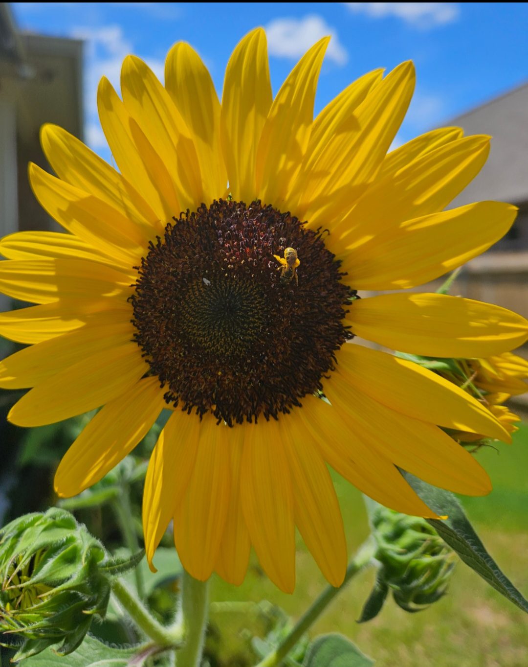 Happy Bee