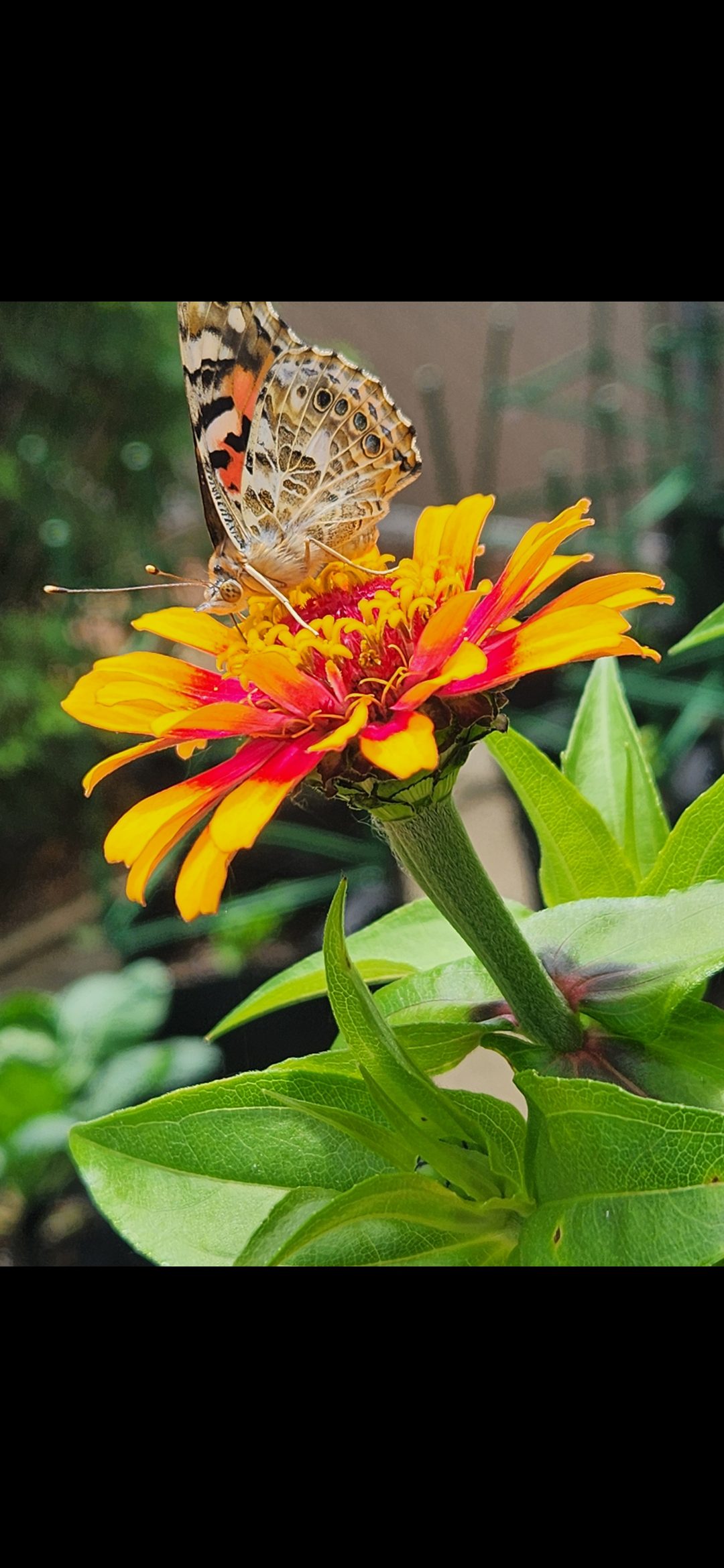 Painted lady on Zinnia