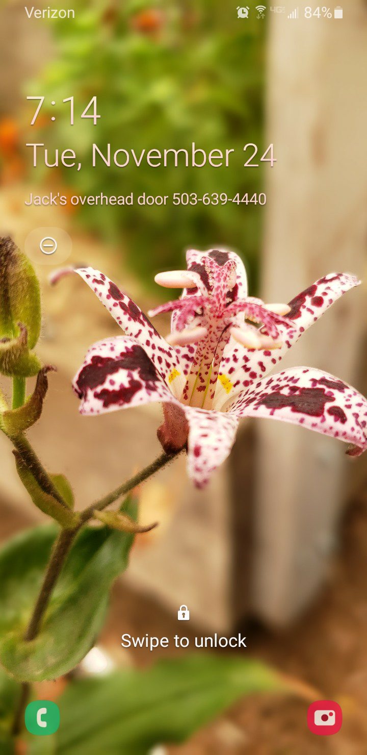 Toad Lily