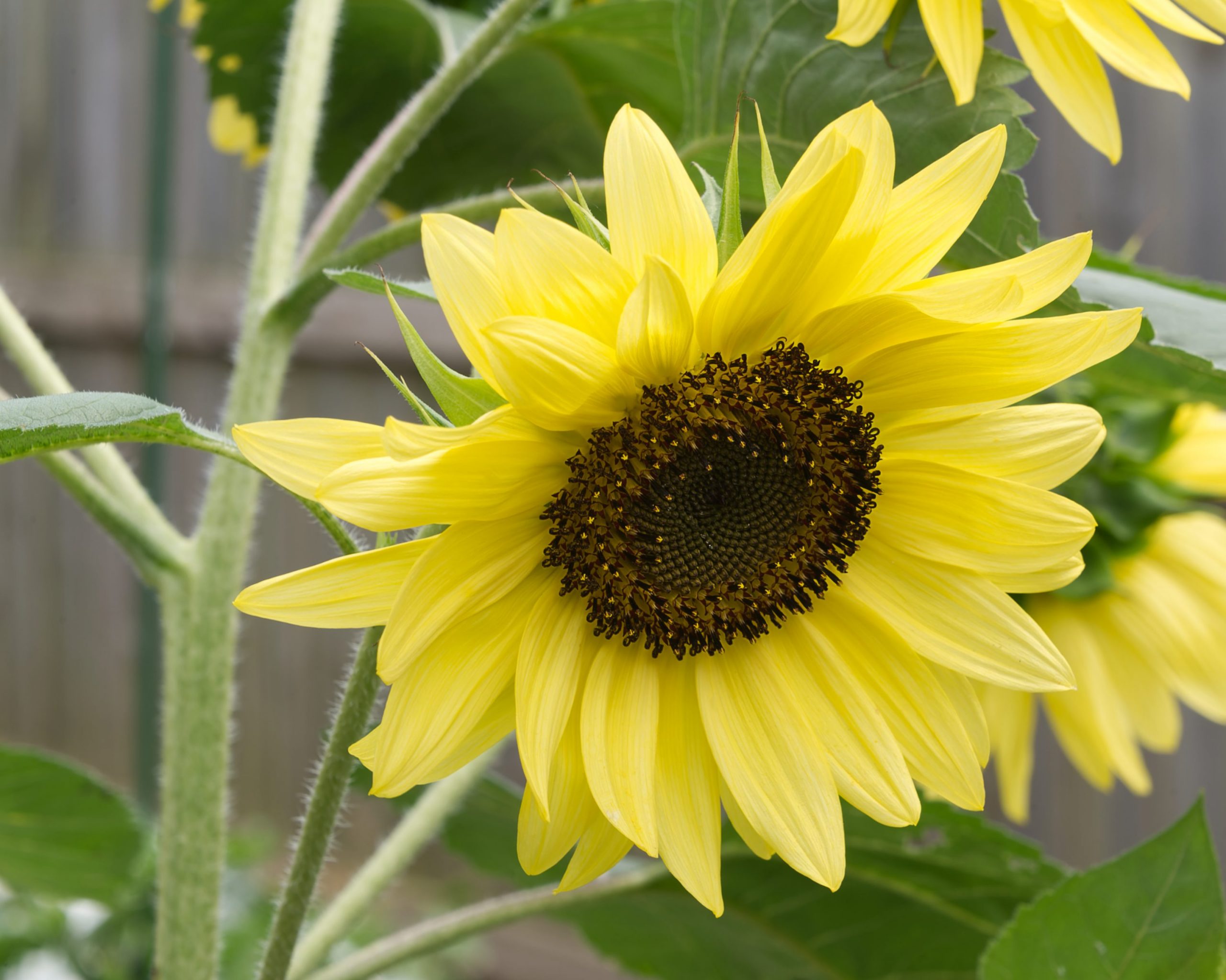 Golden Sunflower