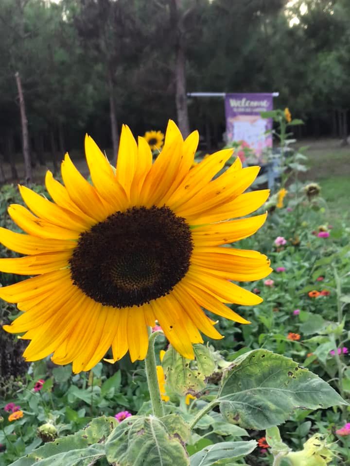 My field of Sunflowers