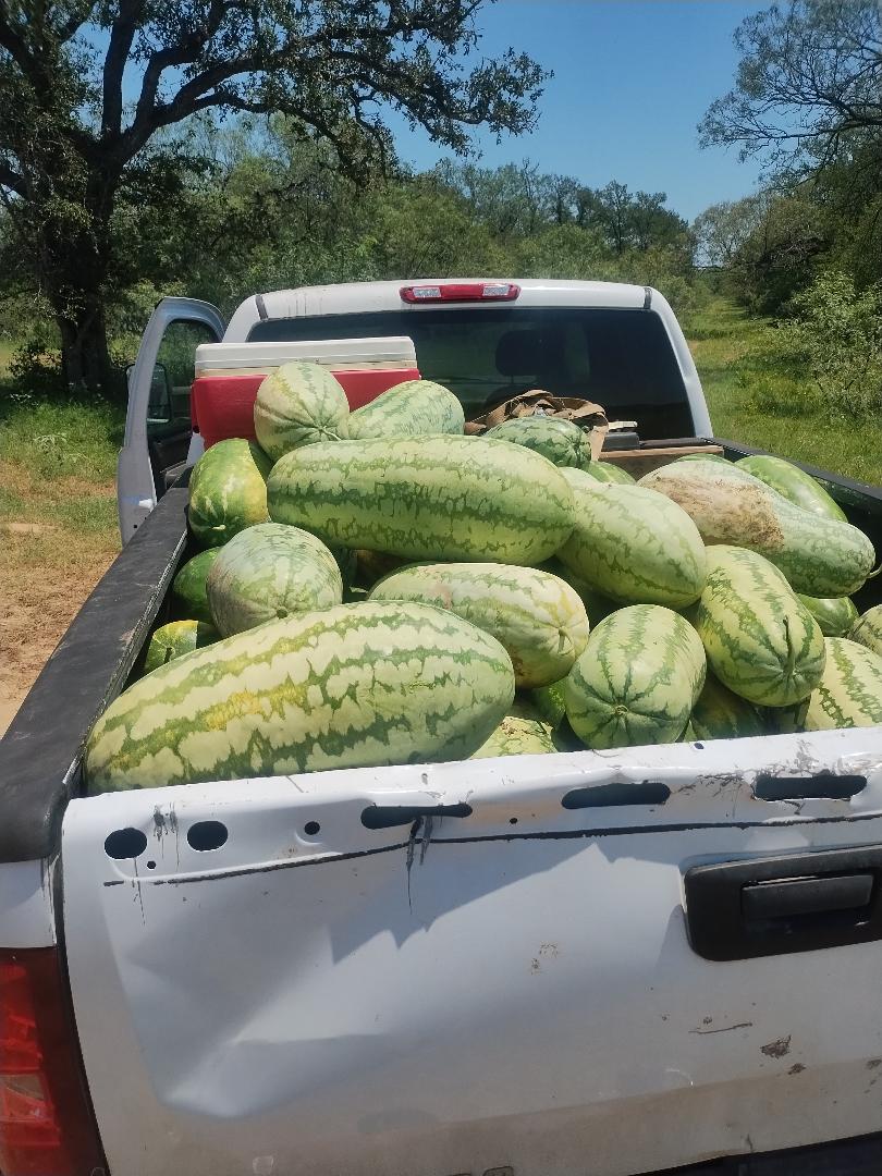 Daddy D’s & Dash Dixons Watermelon Crop