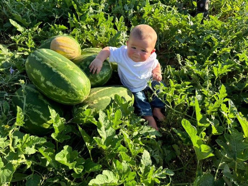 Daddy D’s & Dash Dixons Watermelon Crop